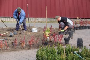 Осіння висадка кущів і дерев