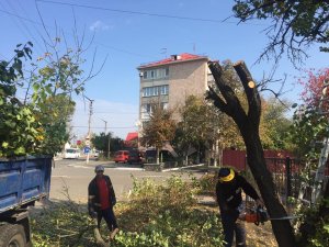 Продовжуються роботи з озеленення Козина